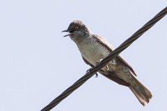Barred Warbler photo 5