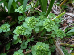 Chrysosplenium japonicum