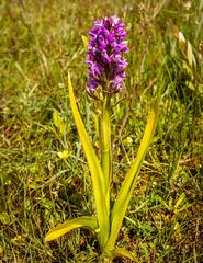 Dactylorhiza incarnata