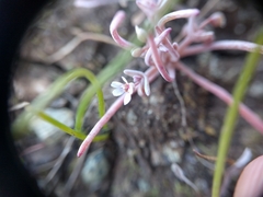 Claytonia exigua