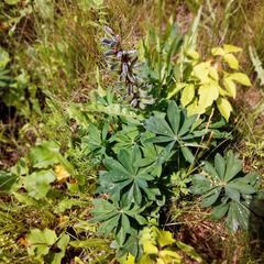 Lupinus polyphyllus