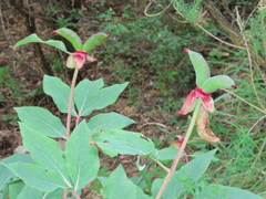 Paeonia coriacea