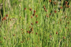 Juncus inflexus