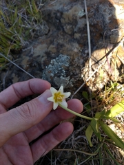 Fritillaria liliacea