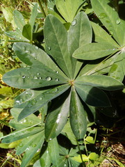 Lupinus polyphyllus