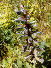 Lupinus polyphyllus