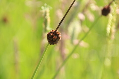 Juncus inflexus