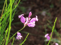 Polygala boissieri