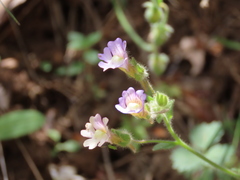 Chaenorhinum macropodum macropodum