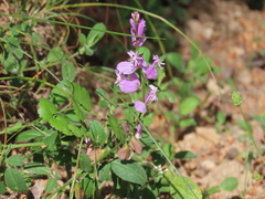 Polygala boissieri