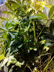 Lupinus polyphyllus