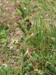 Echium flavum