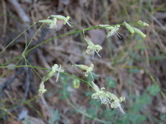 Silene mellifera