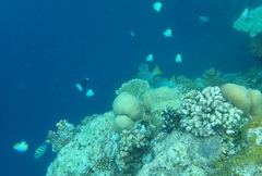 Plectorhinchus vittatus