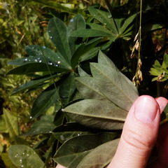 Lupinus polyphyllus