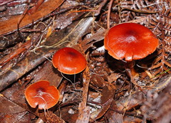 Cortinarius persplendidus