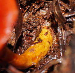 Cortinarius persplendidus