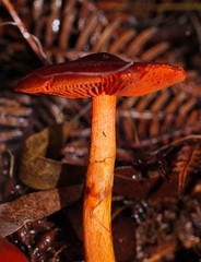 Cortinarius persplendidus