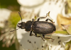Platycerus depressus