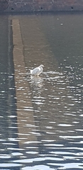 Egretta garzetta