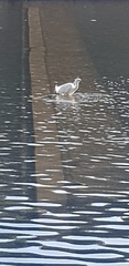 Egretta garzetta