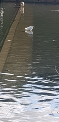 Egretta garzetta