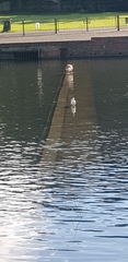 Egretta garzetta