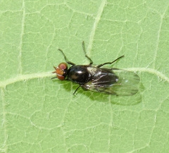 Seioptera vibrans