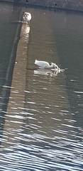 Egretta garzetta