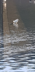 Egretta garzetta