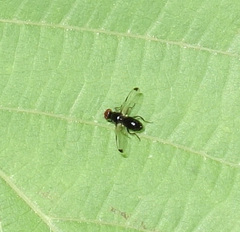 Seioptera vibrans