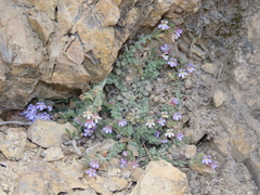 Chaenorhinum villosum granatensis