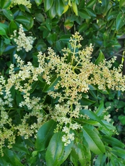 Ligustrum lucidum