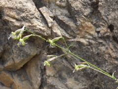 Silene mellifera
