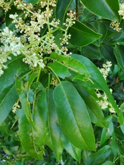 Ligustrum lucidum