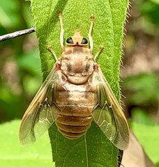 Goniops chrysocoma
