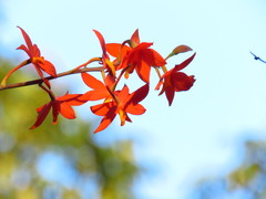 Prosthechea vitellina
