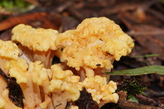 Ramaria capitata capitata