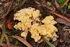 Ramaria capitata capitata