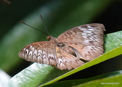 Euthalia monina monina