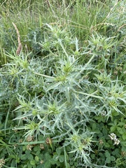Eryngium campestre