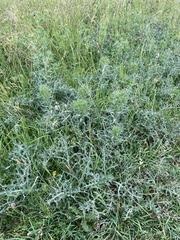 Eryngium campestre