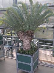 Encephalartos lehmannii