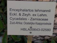 Encephalartos lehmannii