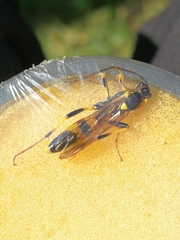 Ichneumon stramentor