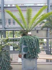 Encephalartos senticosus