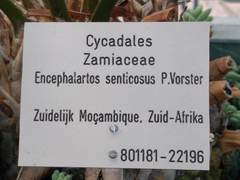 Encephalartos senticosus
