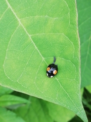 Harmonia axyridis