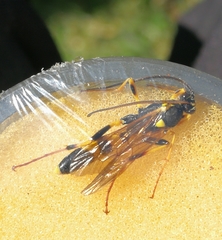 Ichneumon stramentor