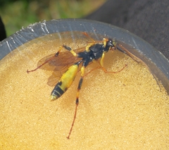Ichneumon stramentor